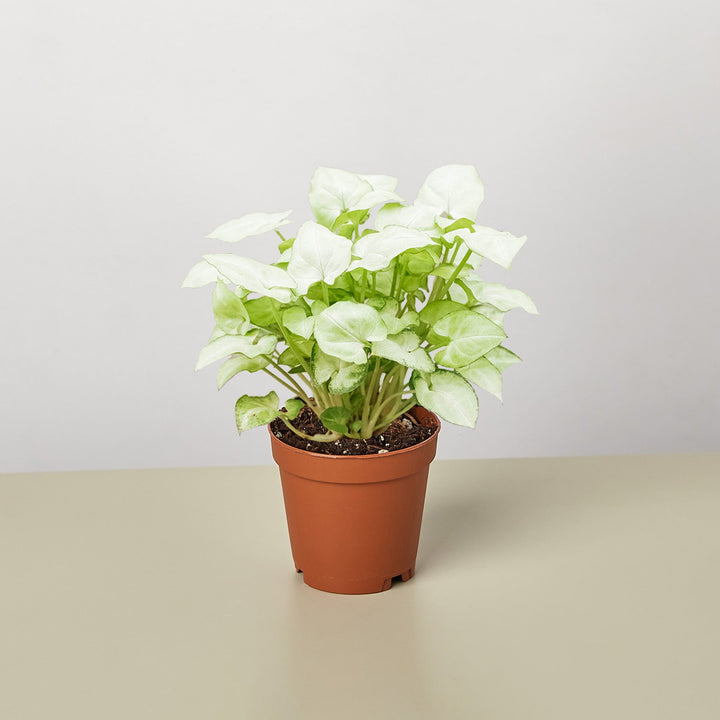 Syngonium &