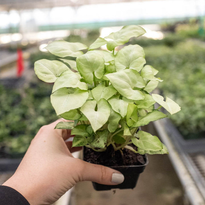 Syngonium &