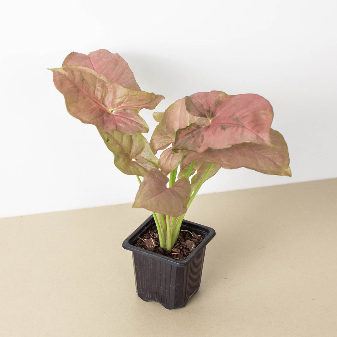 Syngonium &