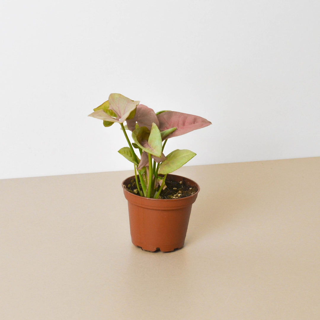 Syngonium &