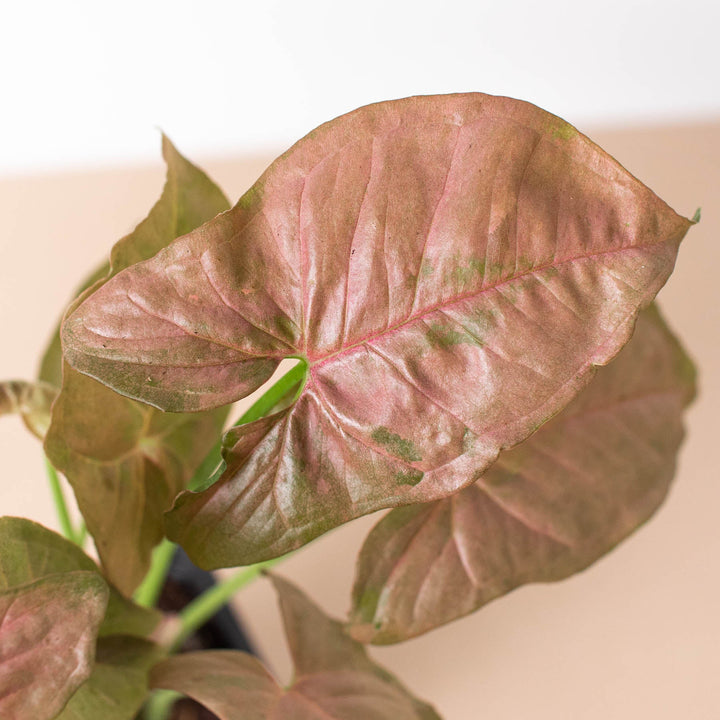 Syngonium &