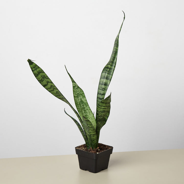 Snake Plant &