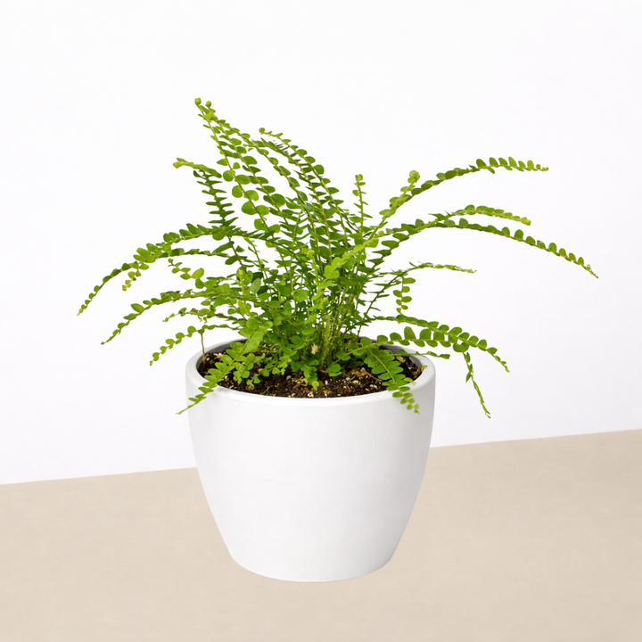 Lemon Button Fern