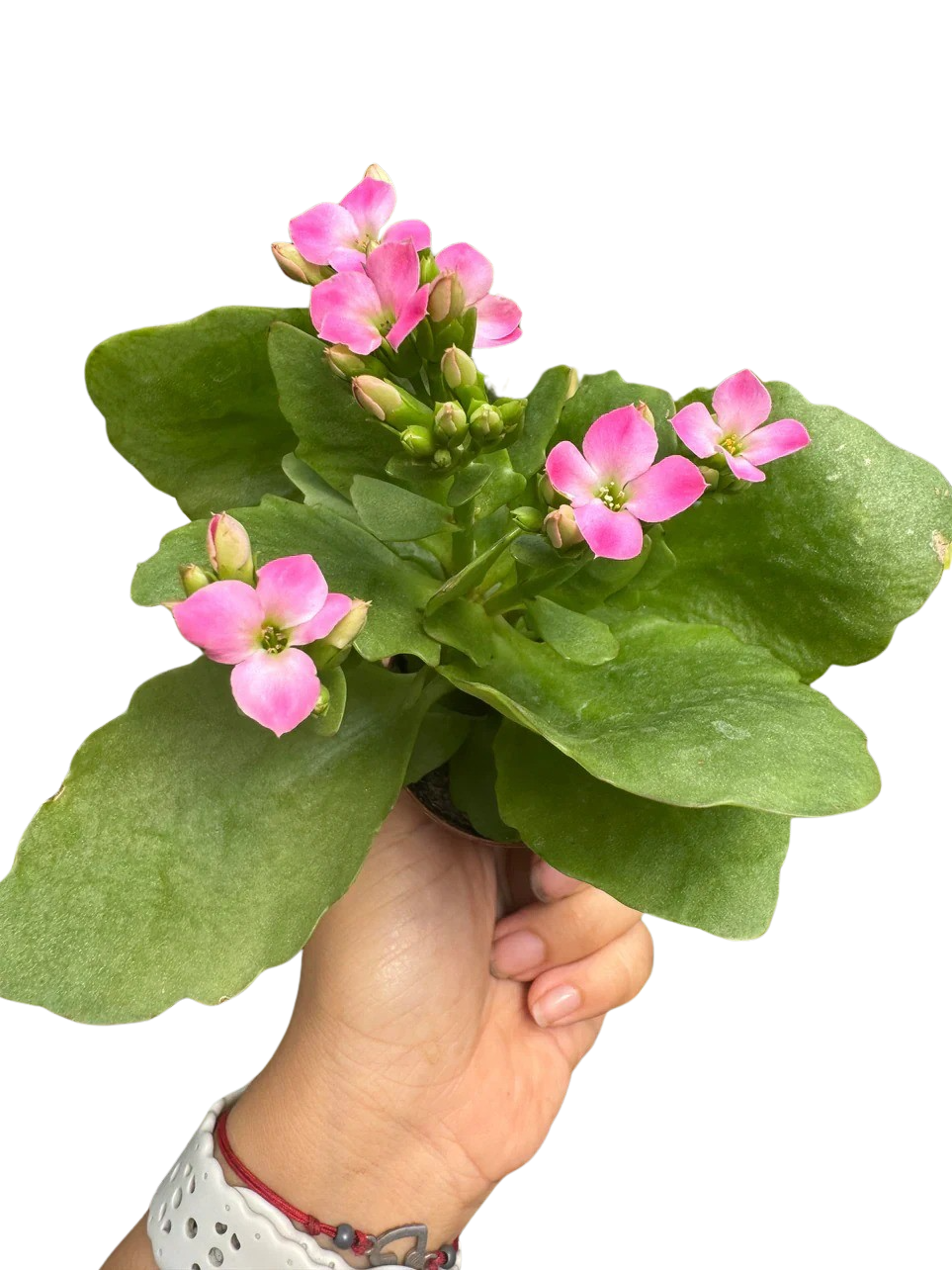 Kalanchoe &