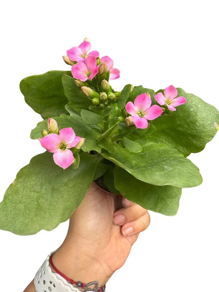 Kalanchoe &