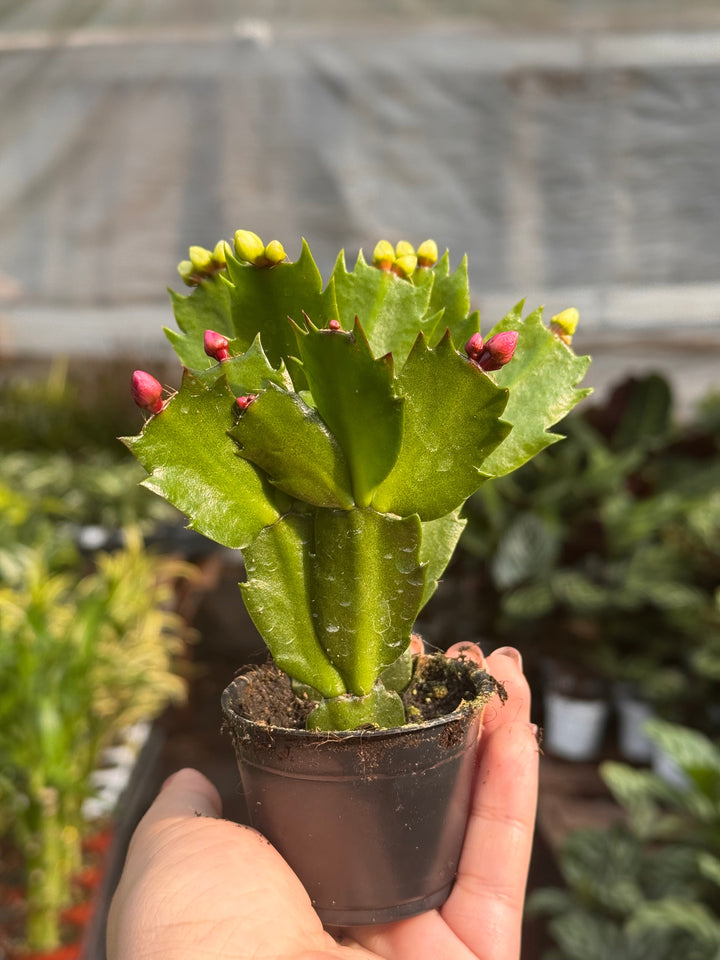 Zygocactus &