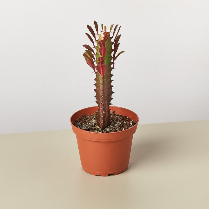 Succulent Euphorbia &