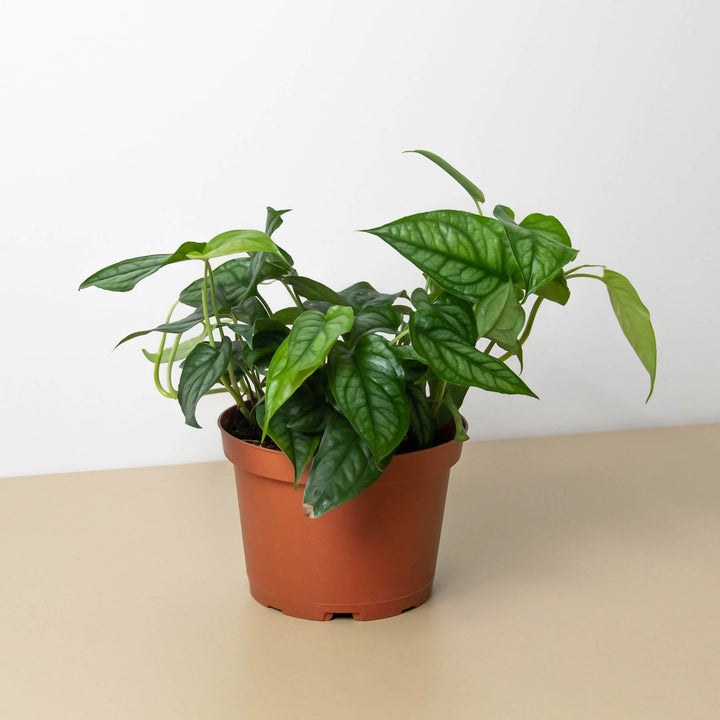 Monstera &