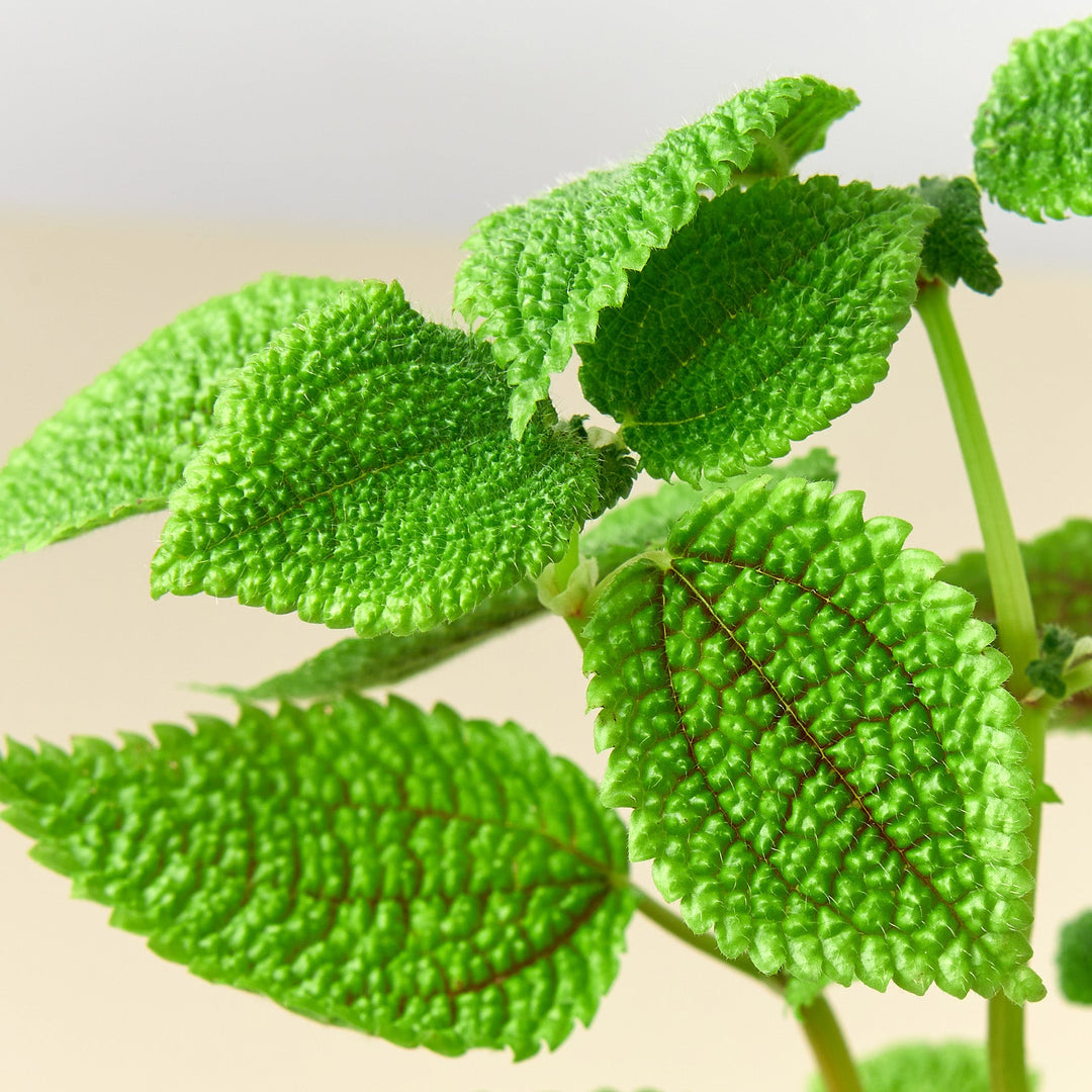 Pilea &