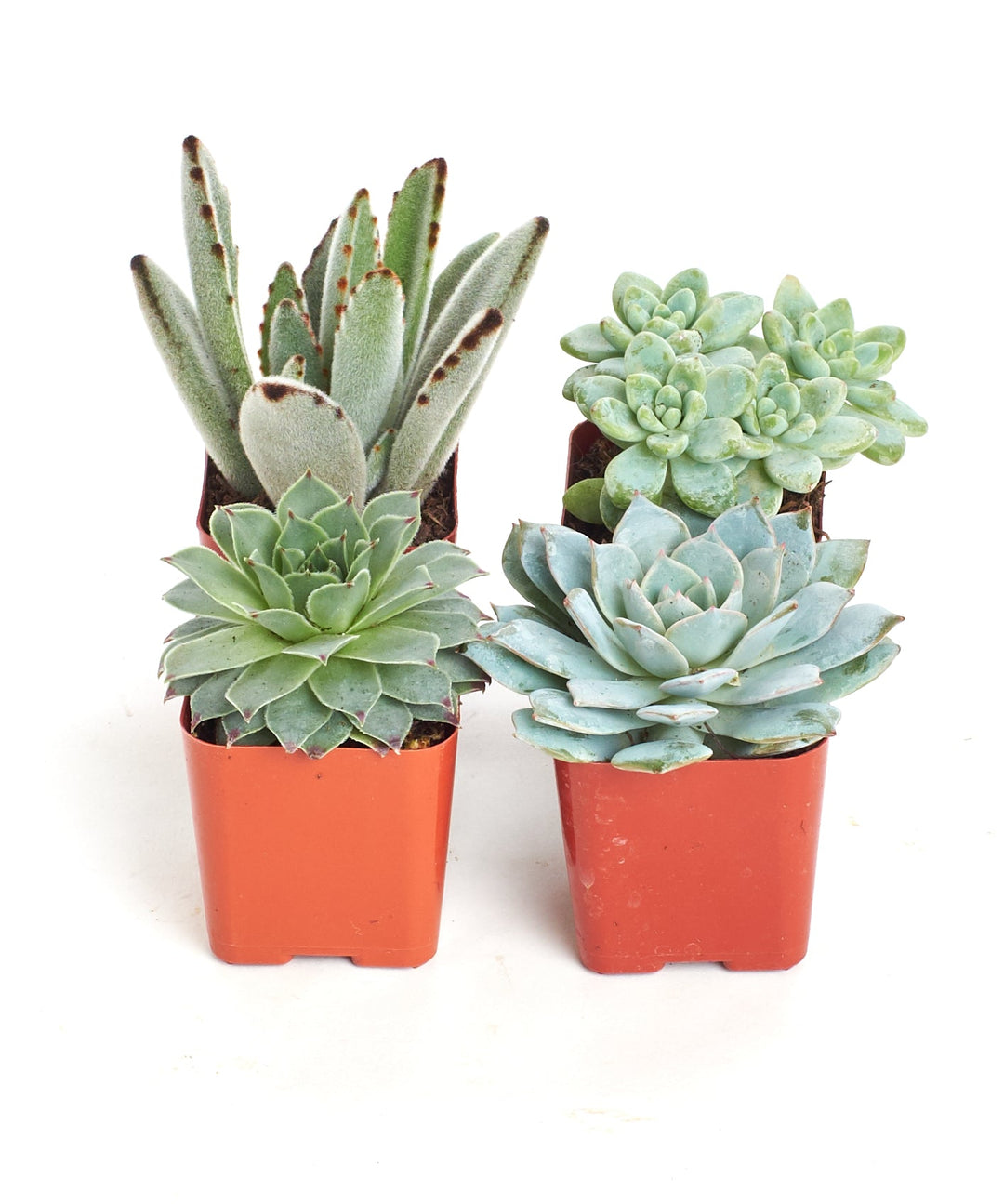 Blue &amp; Green Mini Succulent Collection