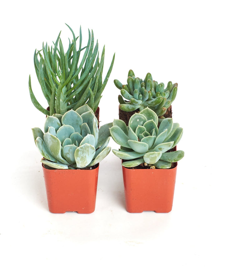 Blue &amp; Green Mini Succulent Collection