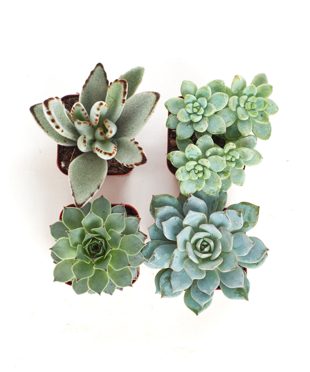 Blue &amp; Green Mini Succulent Collection