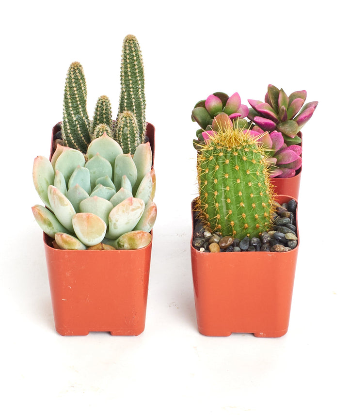 Assorted Mini Succulent &amp; Cactus Collection