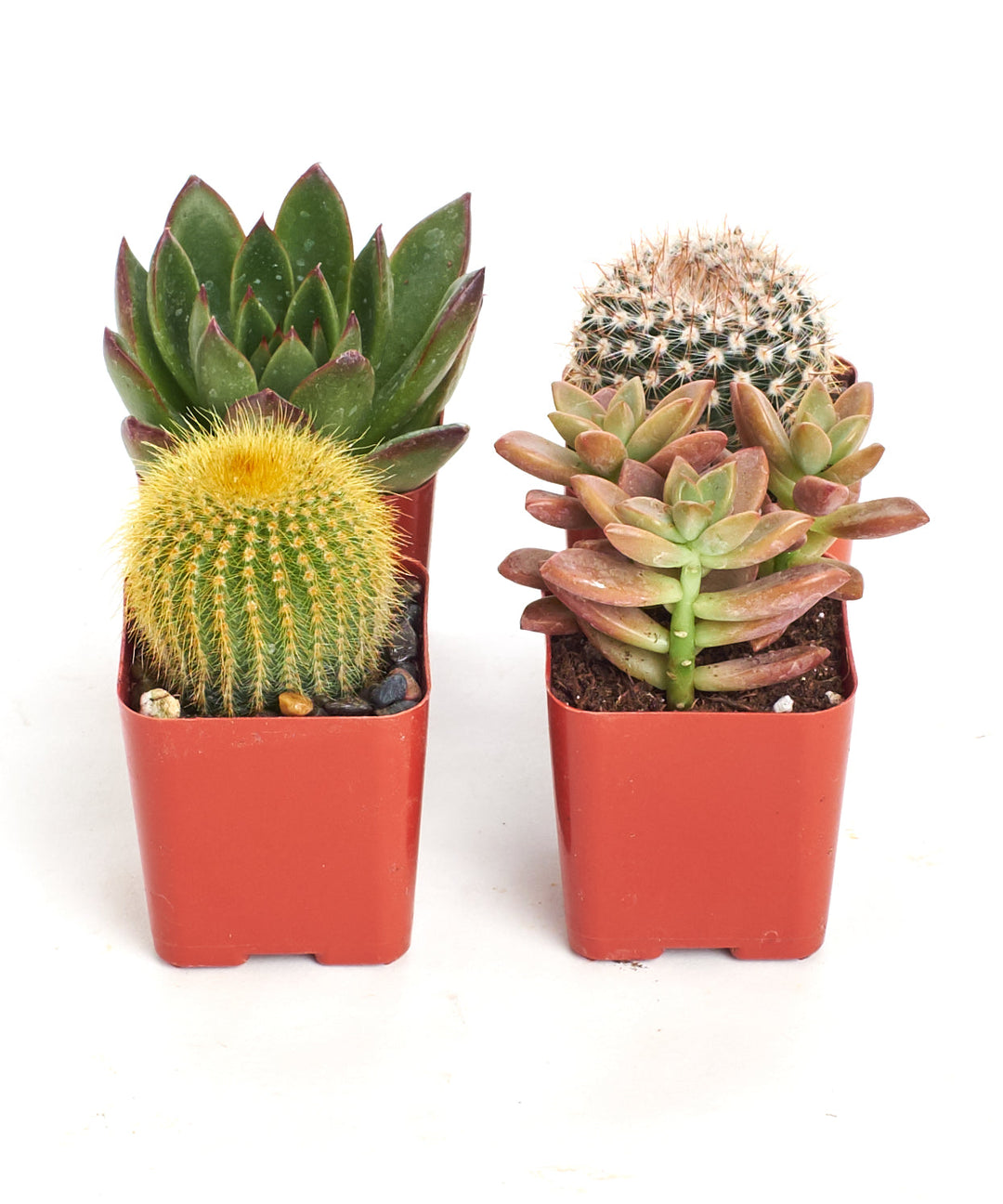 Assorted Mini Succulent &amp; Cactus Collection