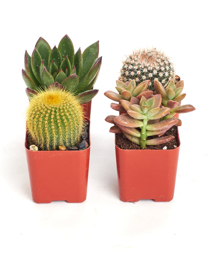 Assorted Mini Succulent &amp; Cactus Collection