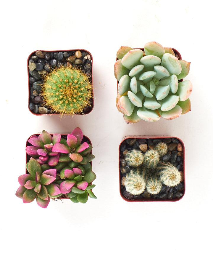 Assorted Mini Succulent &amp; Cactus Collection