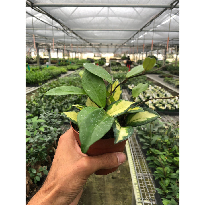 Hoya Carnosa &