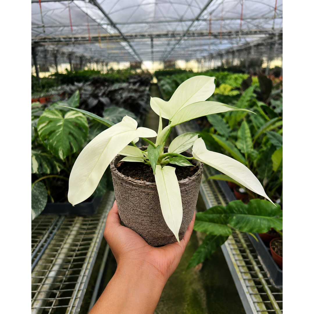 Philodendron &
