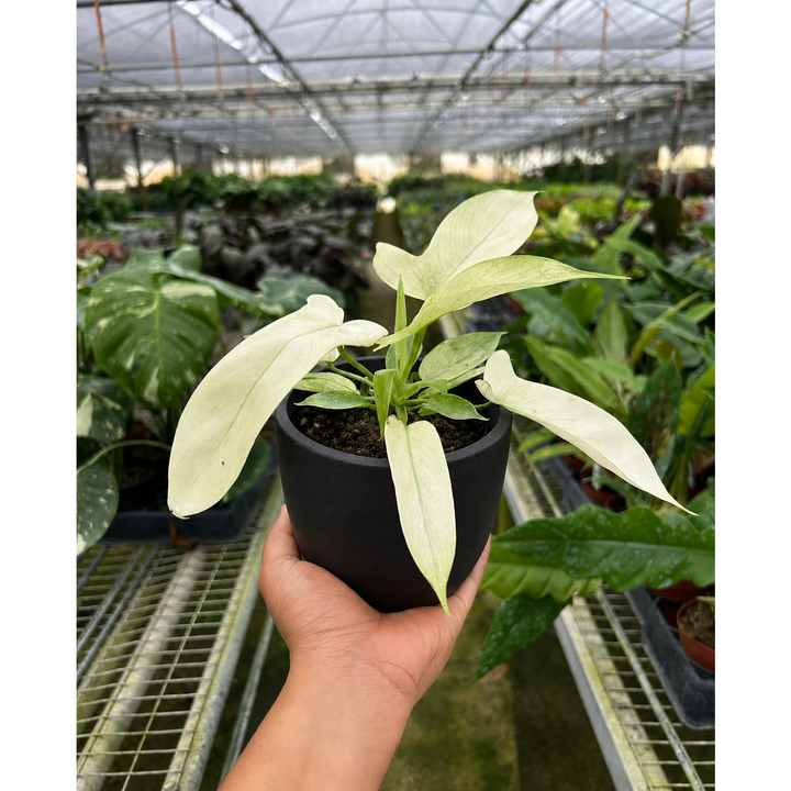 Philodendron &