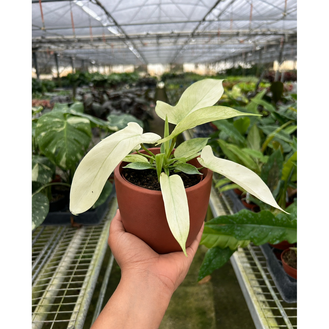 Philodendron &