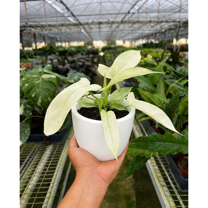 Philodendron &