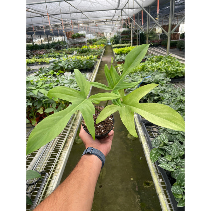 Philodendron &