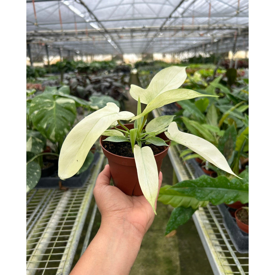 Philodendron &
