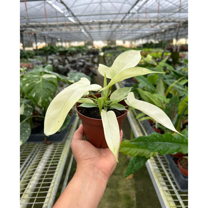 Philodendron &