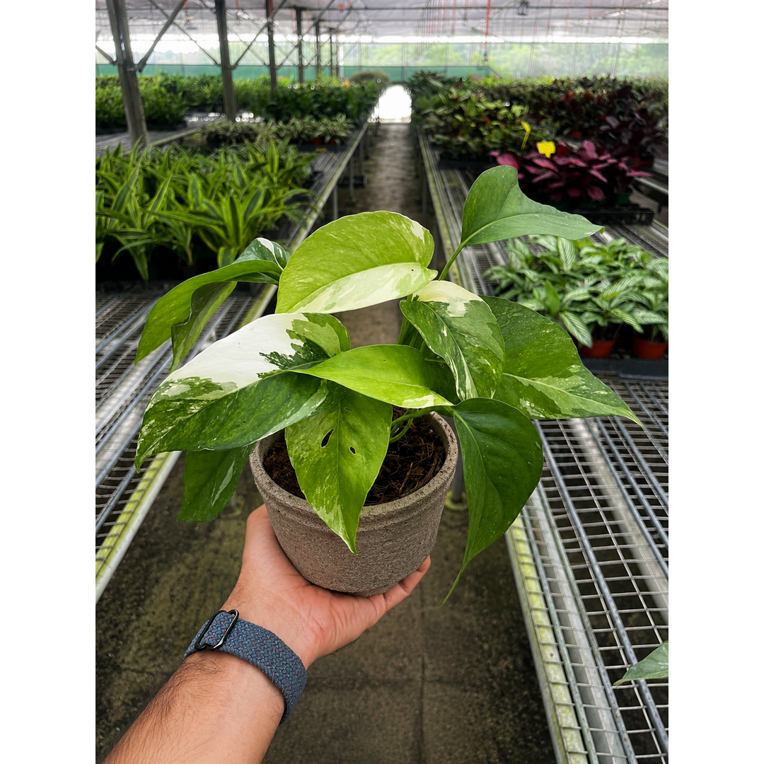 Pothos &