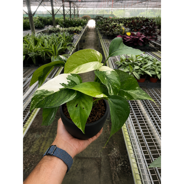 Pothos &