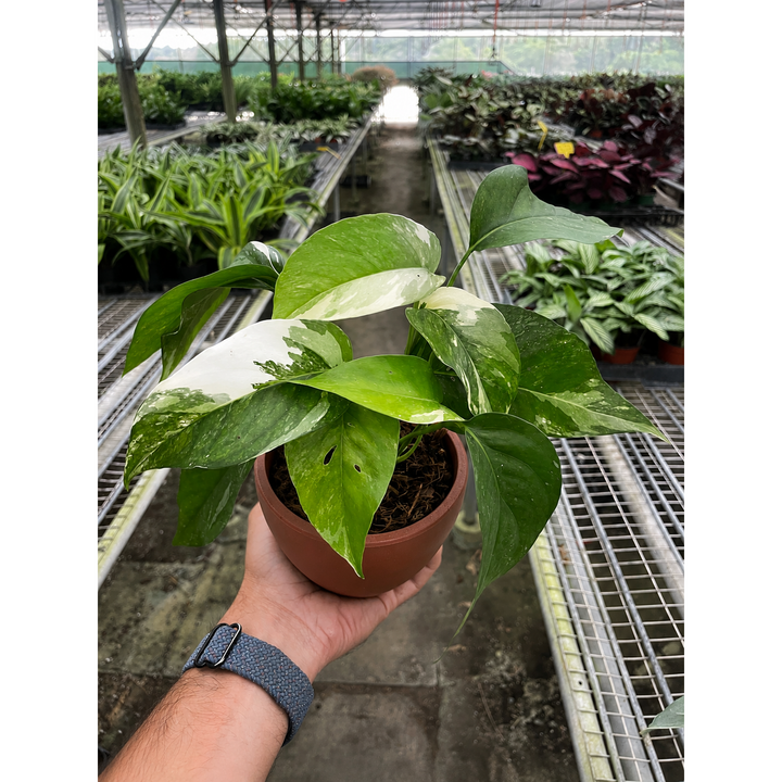 Pothos &