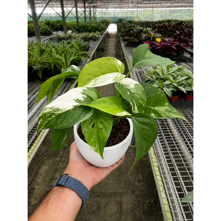Pothos &