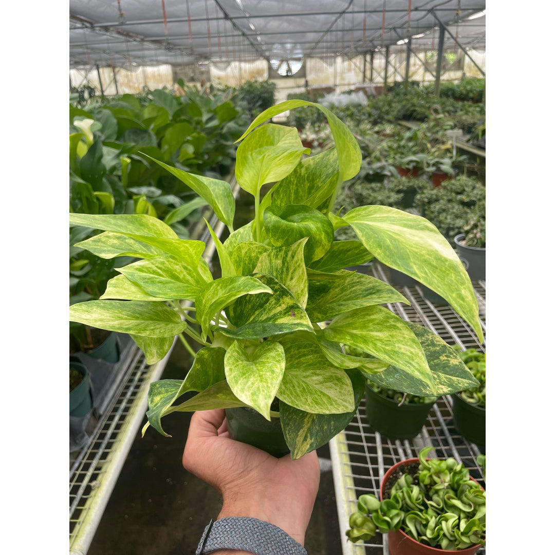 Pothos &