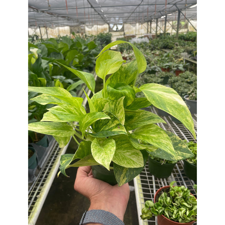Pothos &
