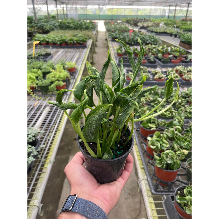 Pothos &