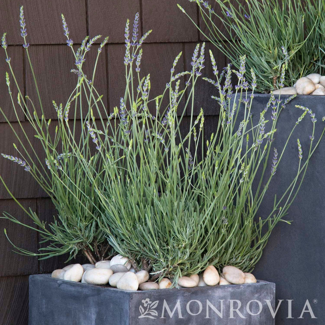 Phenomenal™ Lavender Plant