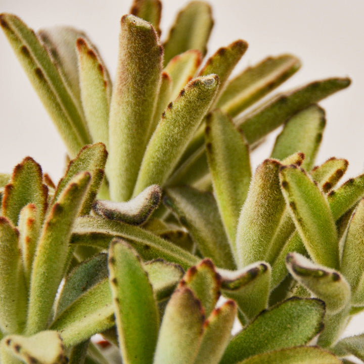 Kalanchoe Tomentosa &