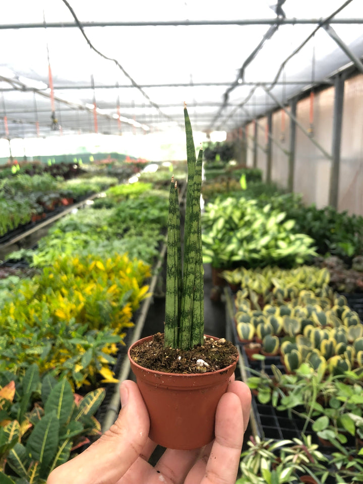 Snake Plant &