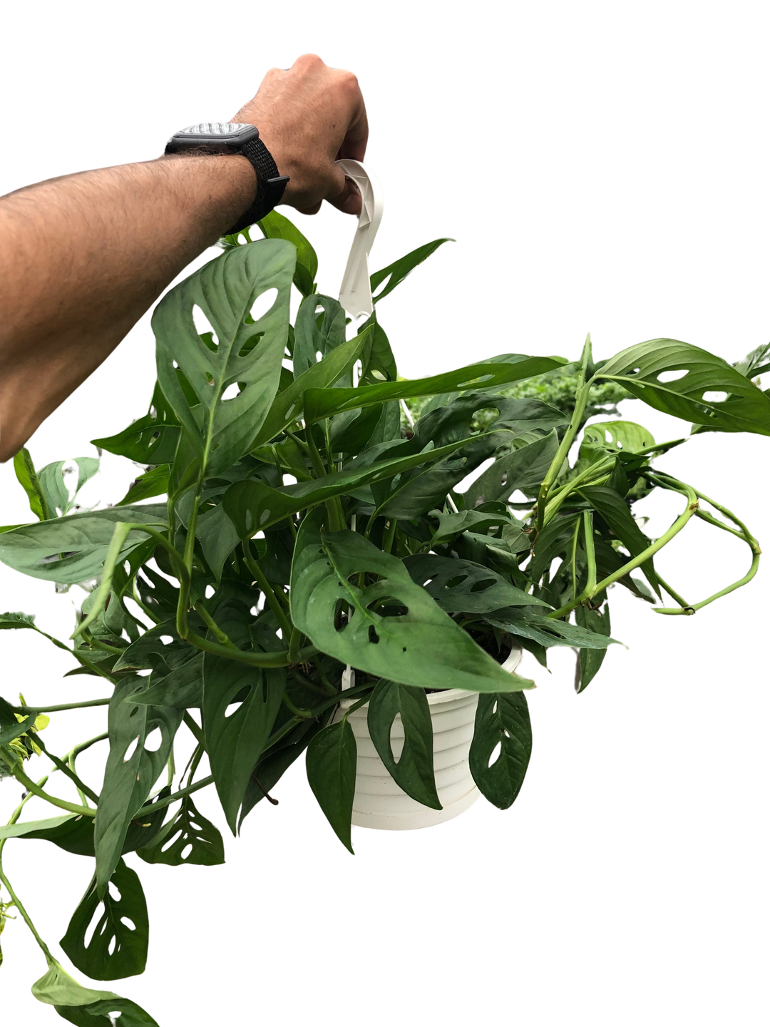 Monstera Adansonii &