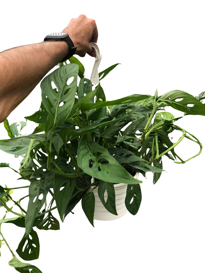 Monstera Adansonii &