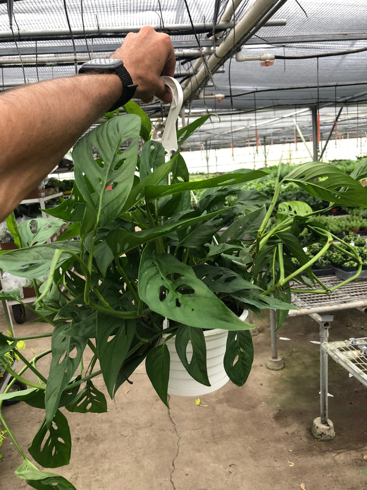 Monstera Adansonii &