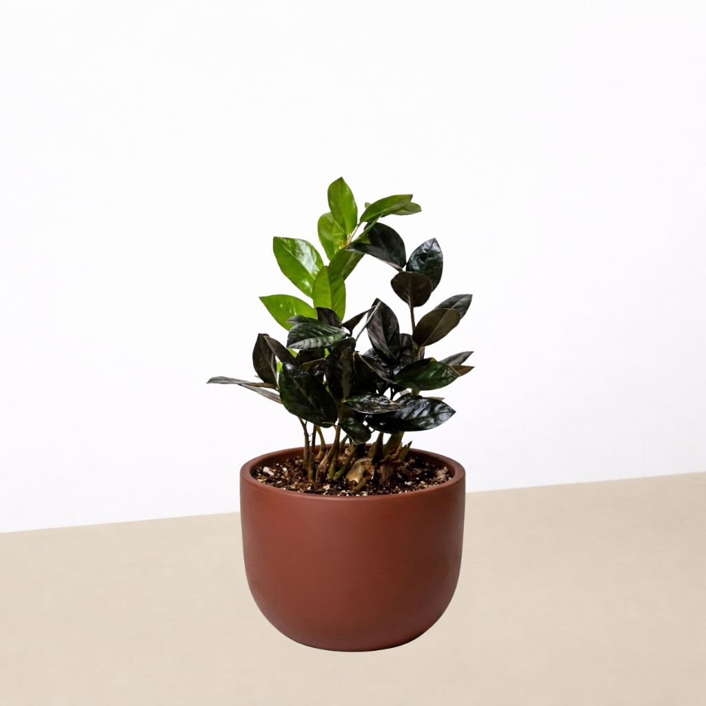 ZZ Zamioculcas &