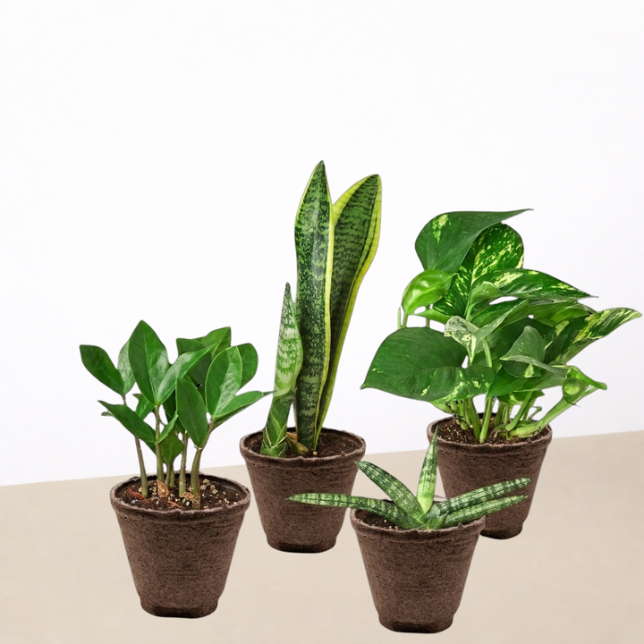 Easy Care Variety Bundle