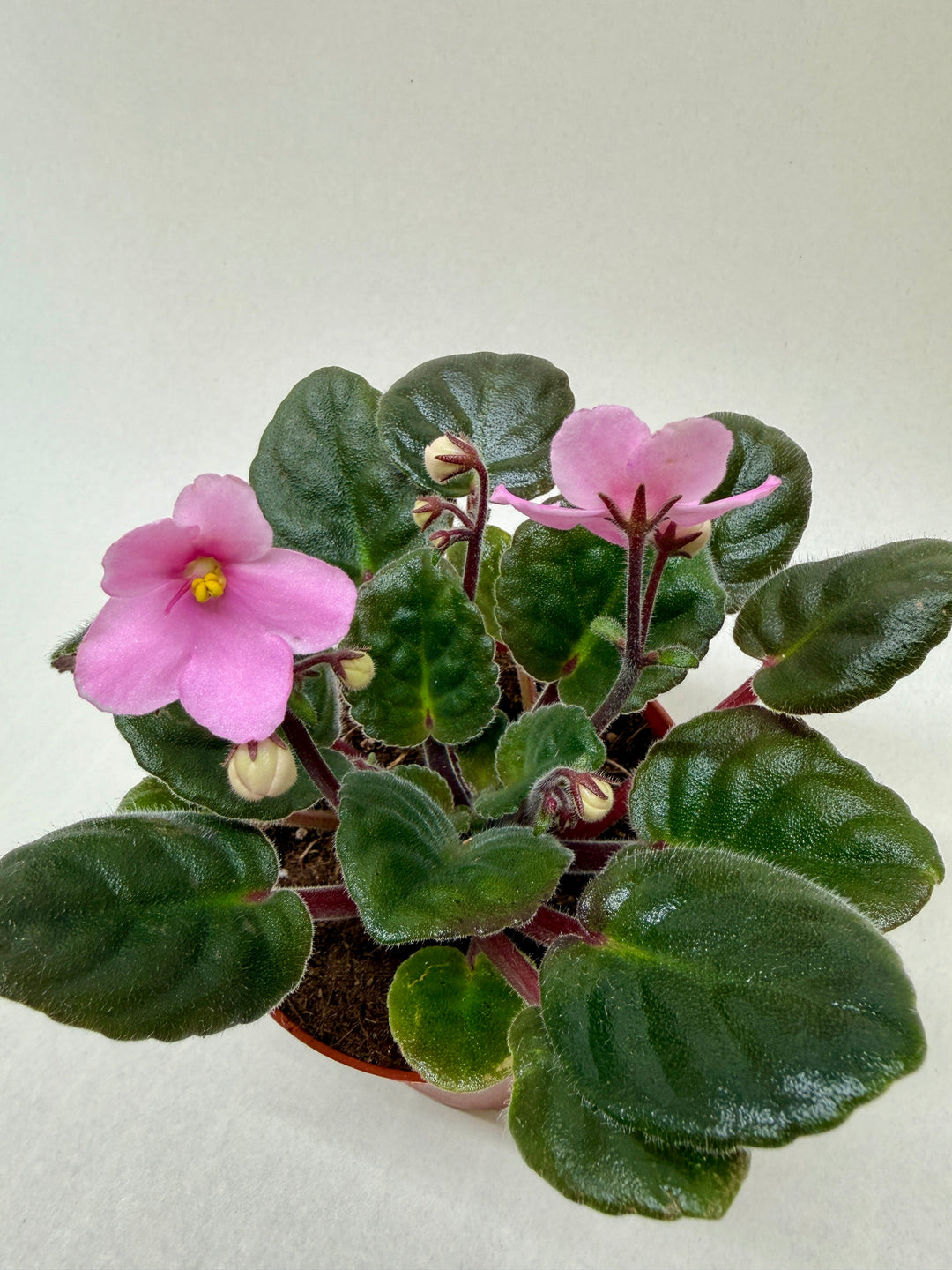 African Violet &