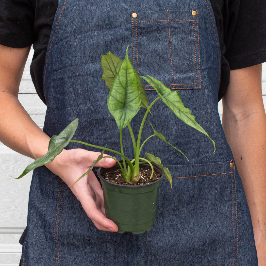 Alocasia &