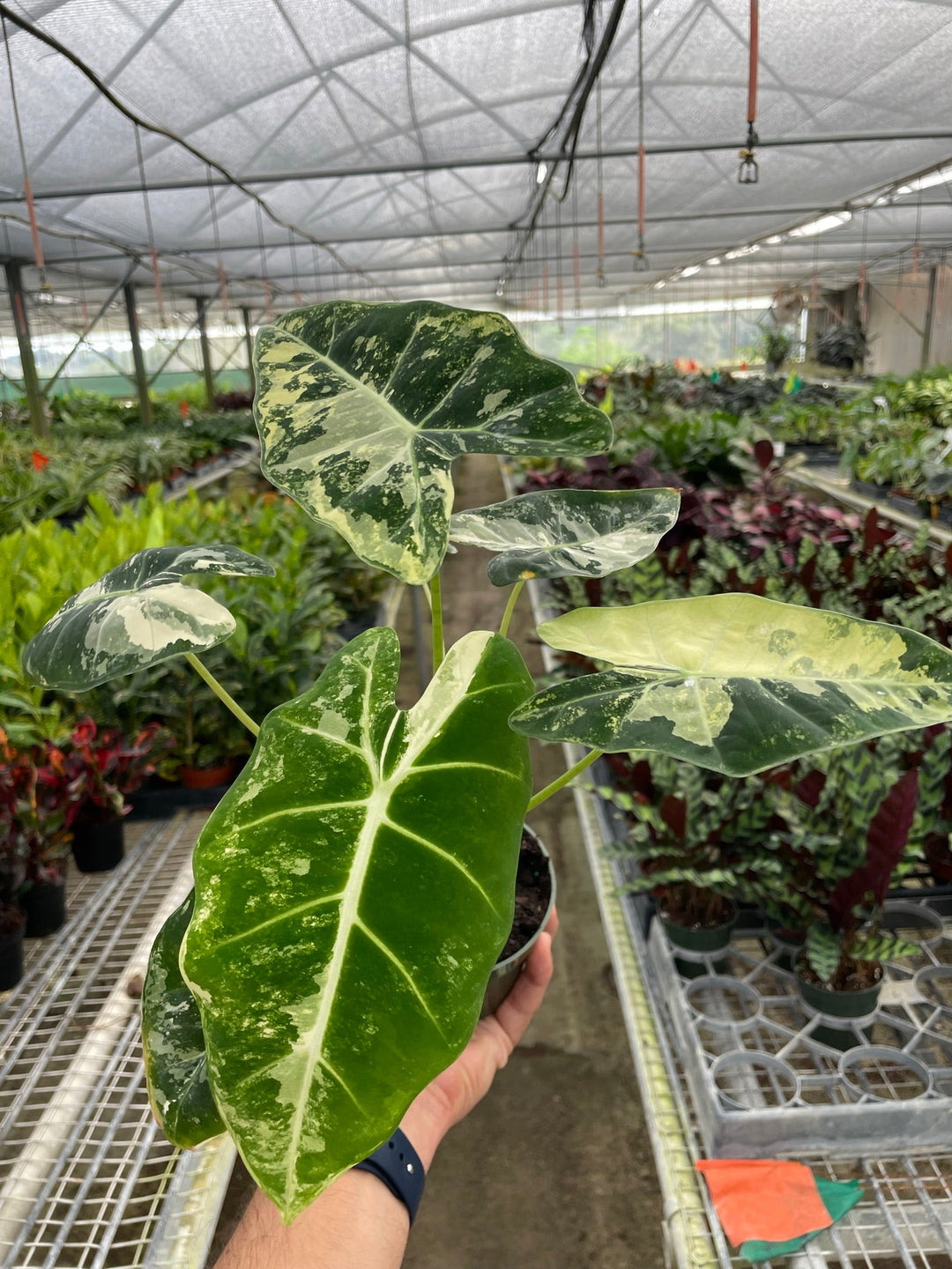 Alocasia Micholitziana &