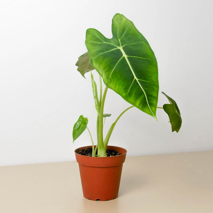 Alocasia Micholitziana &