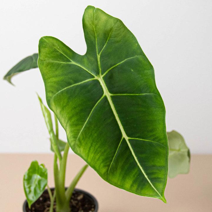Alocasia Micholitziana &