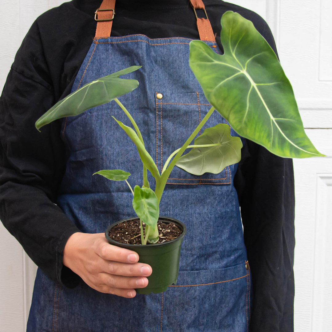 Alocasia Micholitziana &