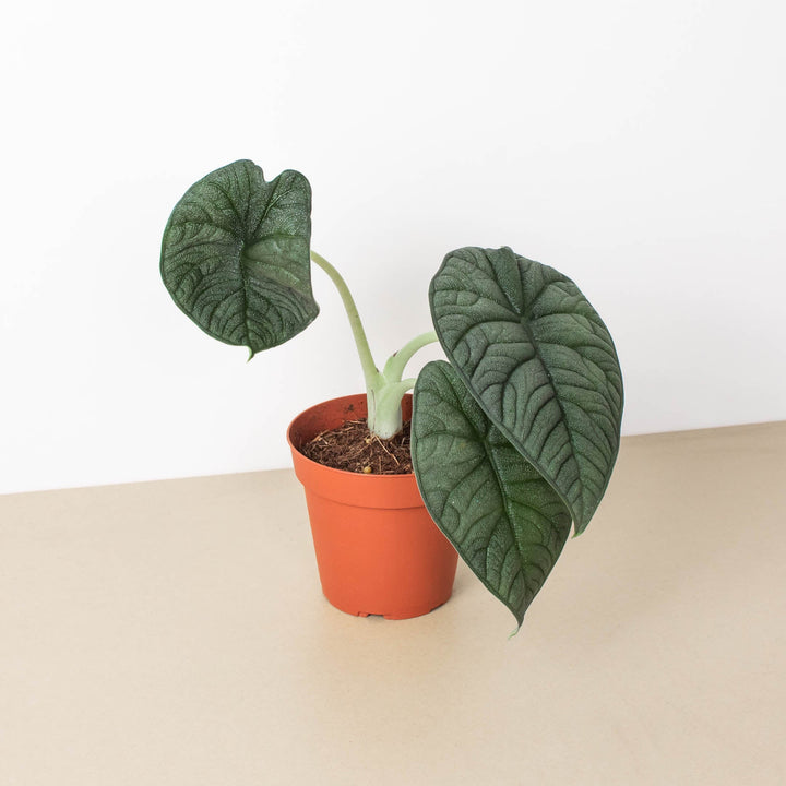 Alocasia &